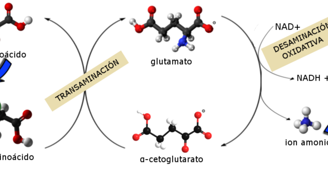 2000px-Catabolismo-aminoacidos.svg