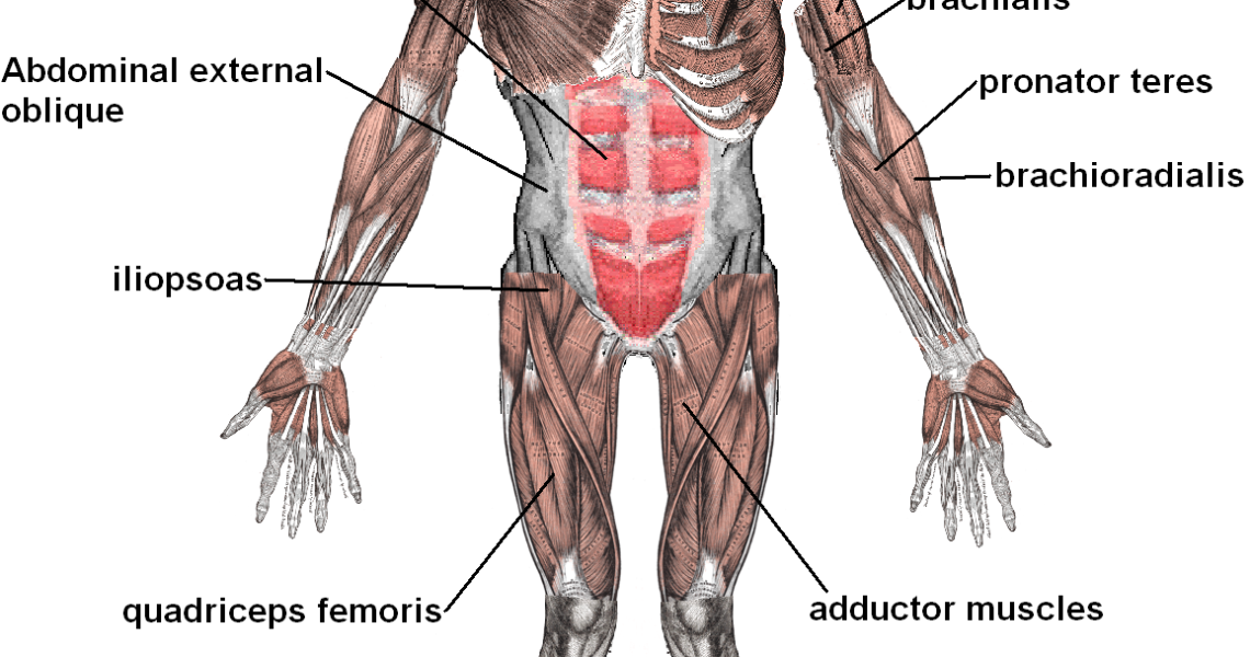 muscles_anterior_labeled