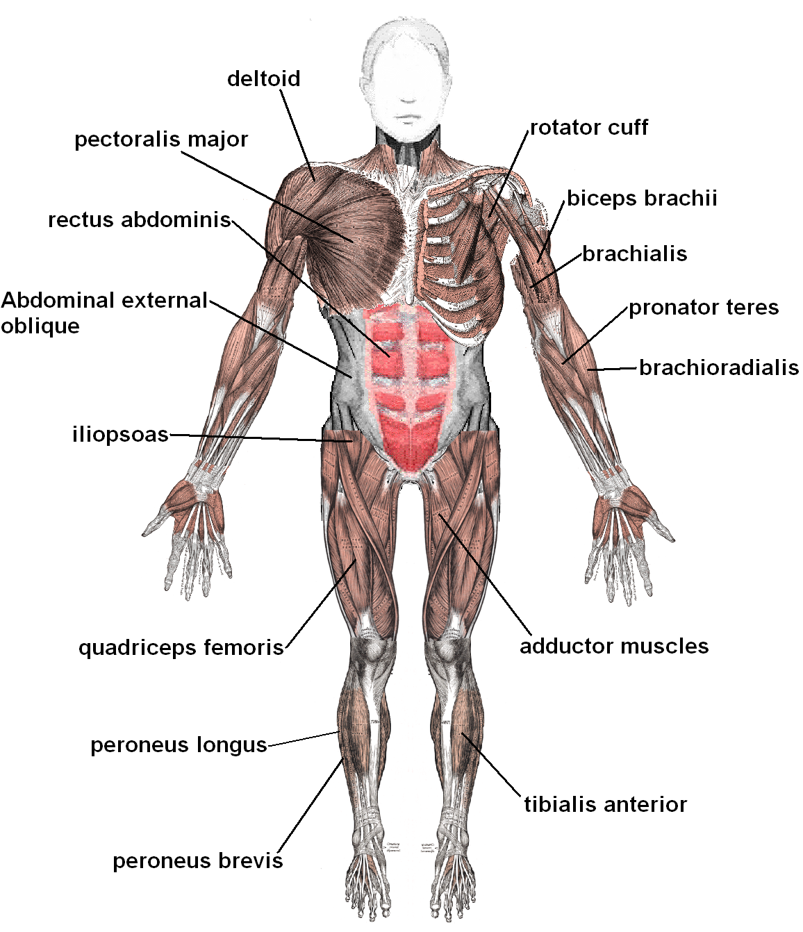 muscles_anterior_labeled